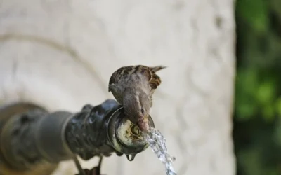 Aki szomjazik, jöjjön, és igyék.