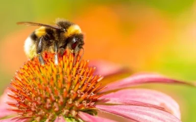 Aki szomjazik, jöjjön, és igyék.