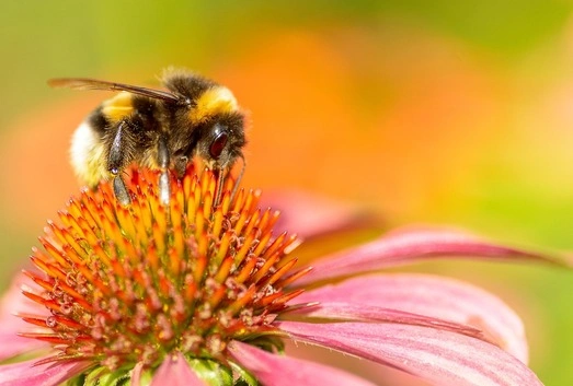 Aki szomjazik, jöjjön, és igyék.